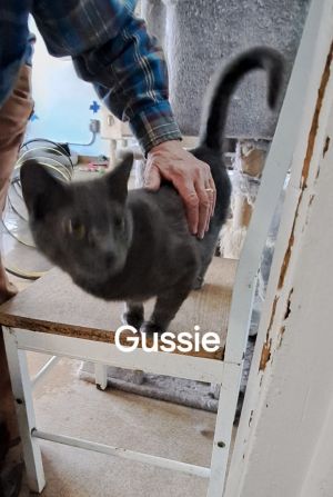 Gussie, Young Female Domestic Short Hair