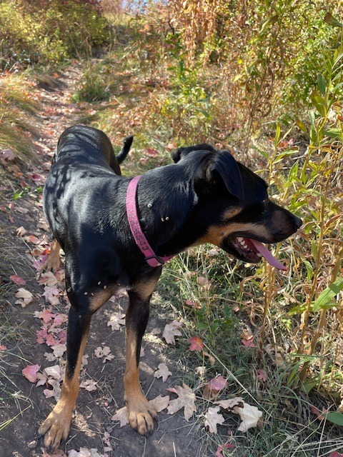 Daisy