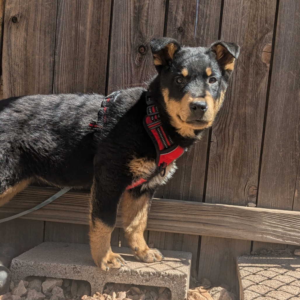 Inari - Needs a Home w/ another Dog