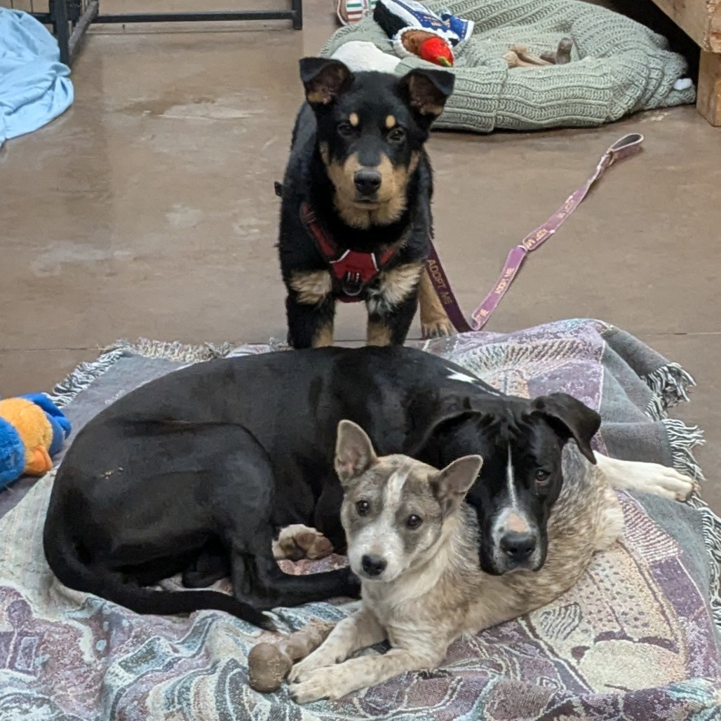 Inari - Needs a Home w/ another Dog