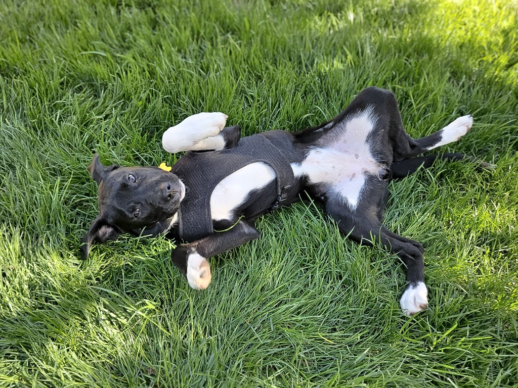 Clover