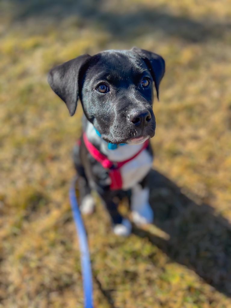 Clover, an adoptable Labrador Retriever in Calgary, AB, T3S 0C5 | Photo Image 2