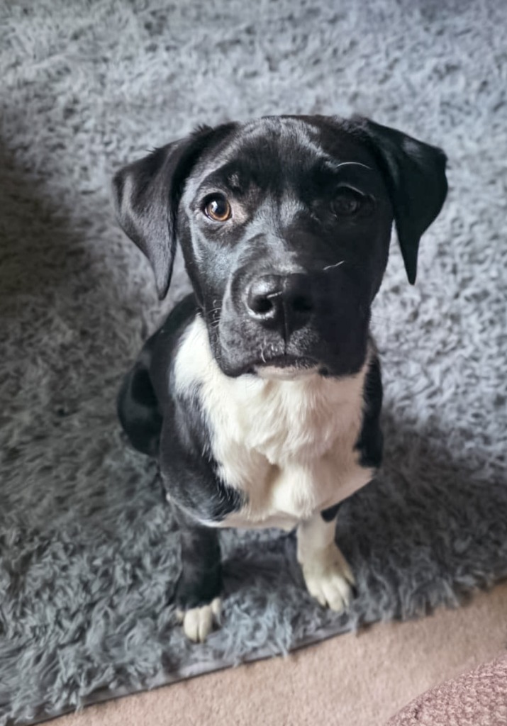 Clover, an adoptable Labrador Retriever in Calgary, AB, T3S 0C5 | Photo Image 3