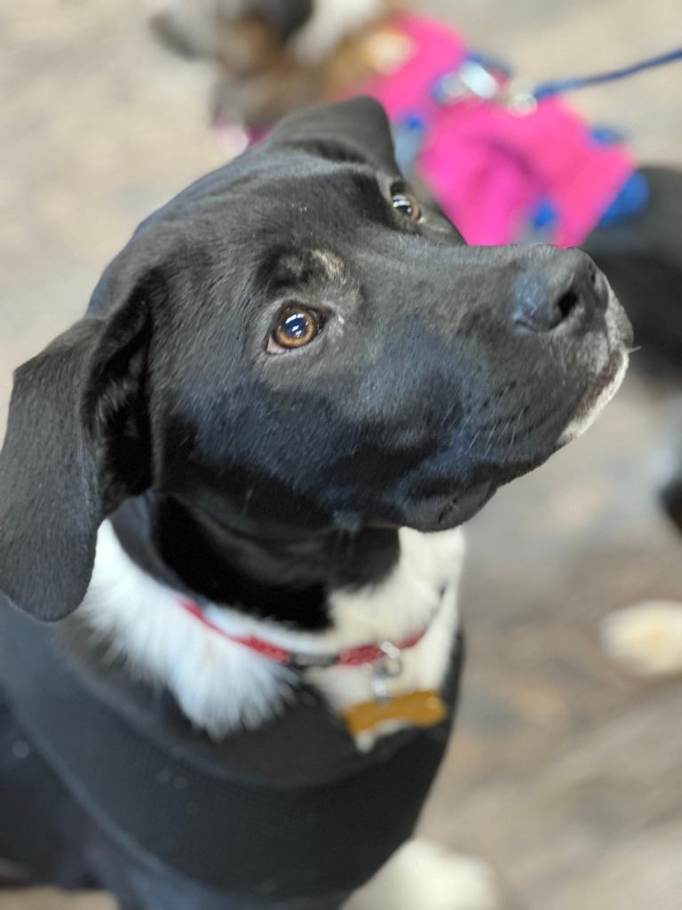 Clover, an adoptable Labrador Retriever in Calgary, AB, T3S 0C5 | Photo Image 4