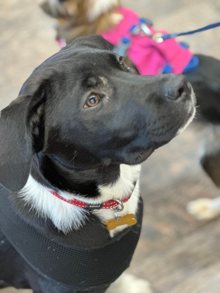 Clover, an adoptable Labrador Retriever in Calgary, AB, T3S 0C5 | Photo Image 5