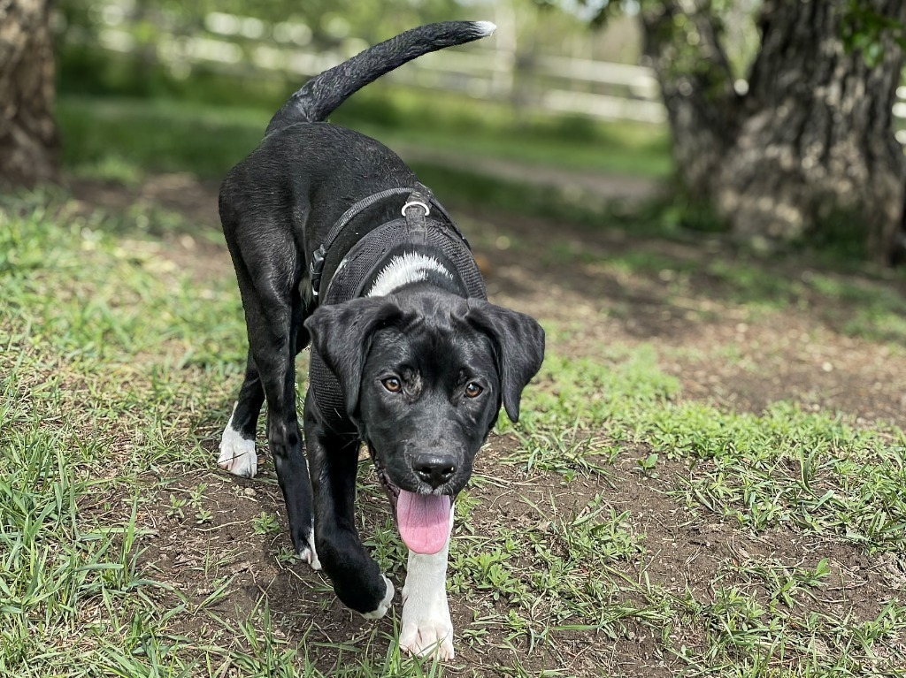 Clover, an adoptable Labrador Retriever in Calgary, AB, T3S 0C5 | Photo Image 6