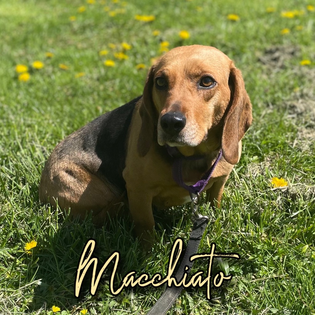 Macchiato