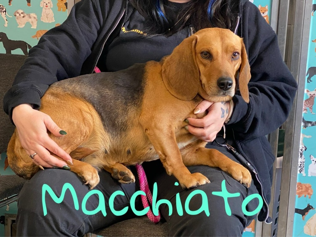 Macchiato