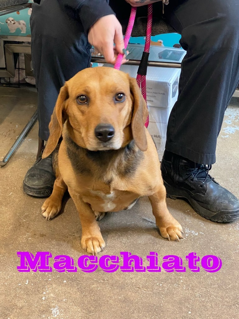 Macchiato