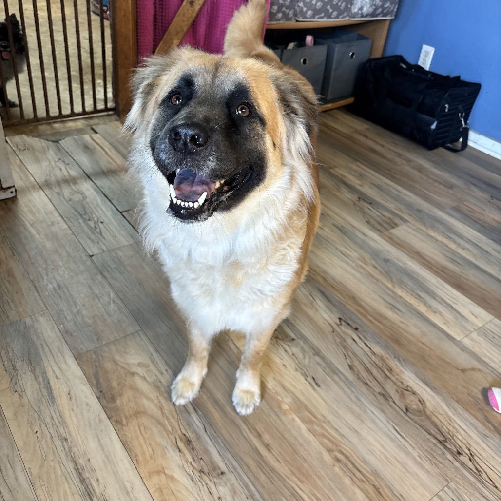 Lady, an adoptable Leonberger in Shreveport, LA, 71119 | Photo Image 1