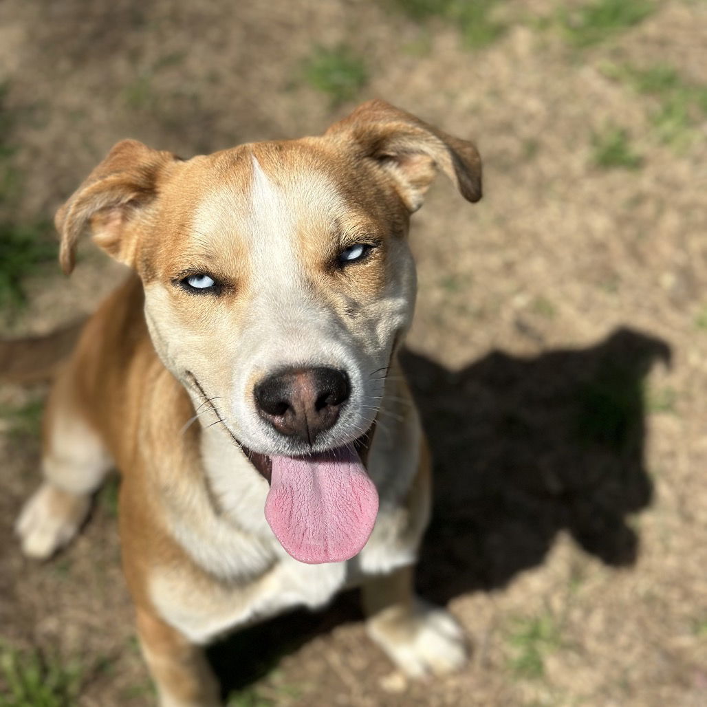 Ryder