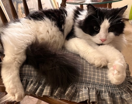 Pepe Le Pew