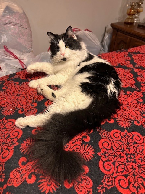 Pepe Le Pew