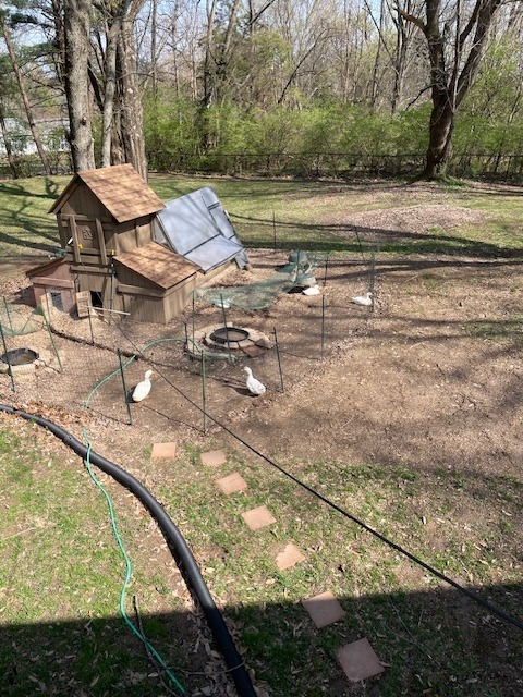 6 Pekin Ducks