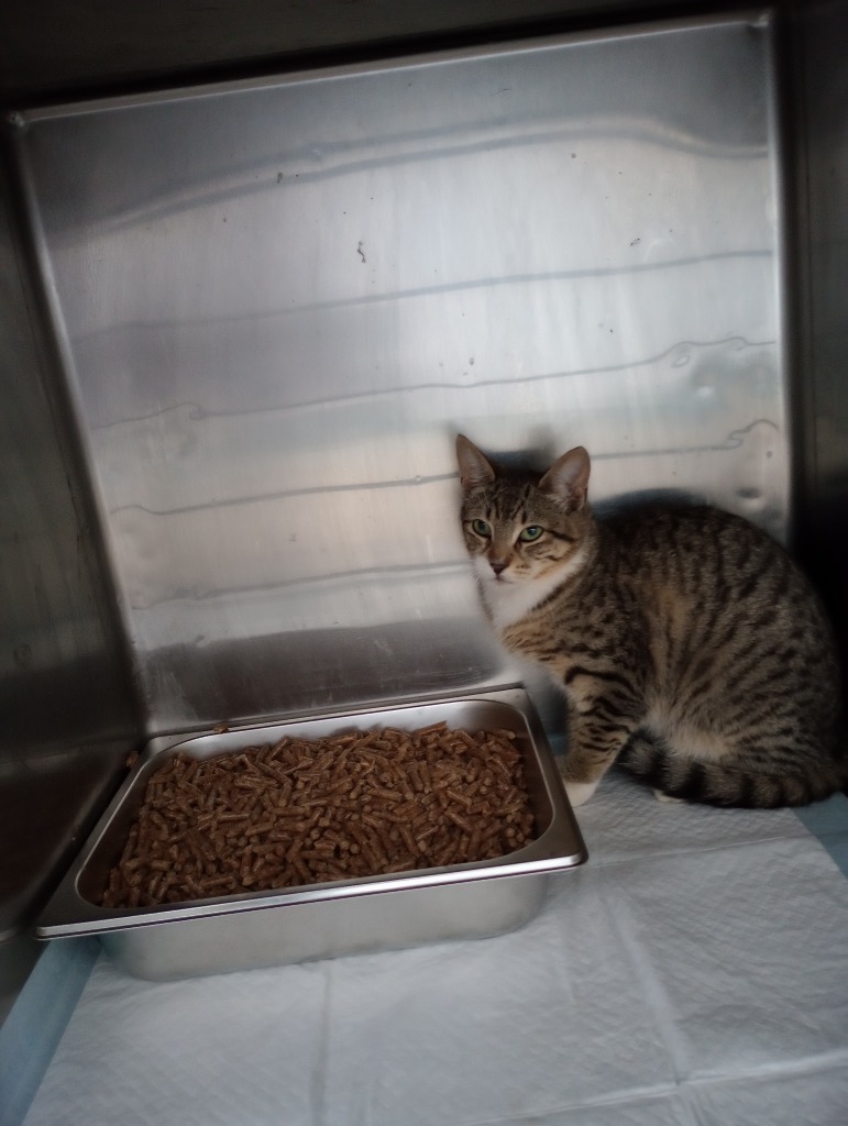 Tyler, an adoptable Domestic Short Hair in Brownwood, TX, 76801 | Photo Image 1