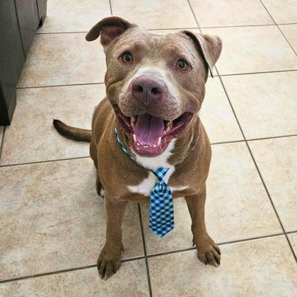Bodhi, an adoptable Pit Bull Terrier, Mixed Breed in El Paso, TX, 79906 | Photo Image 1