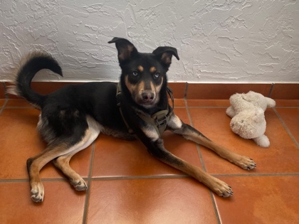 Ryder, an adoptable German Shepherd Dog, Mixed Breed in El Paso, TX, 79906 | Photo Image 2