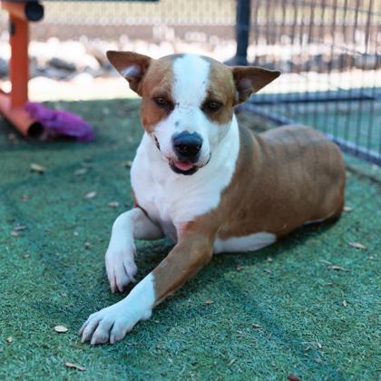 Toby, an adoptable Pit Bull Terrier, Mixed Breed in El Paso, TX, 79906 | Photo Image 2