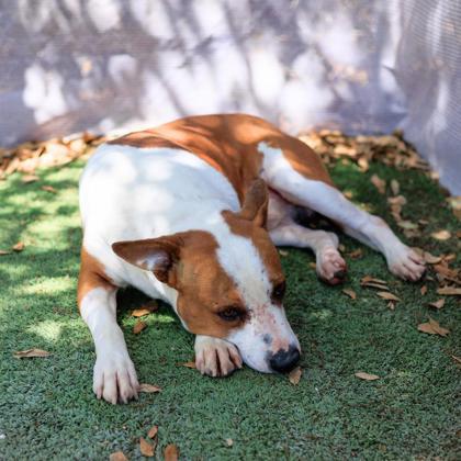 Toby, an adoptable Pit Bull Terrier, Mixed Breed in El Paso, TX, 79906 | Photo Image 3
