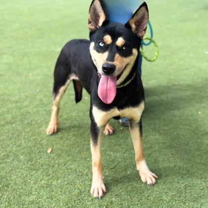 Panna Cotta*, an adoptable Australian Kelpie, Mixed Breed in El Paso, TX, 79906 | Photo Image 1