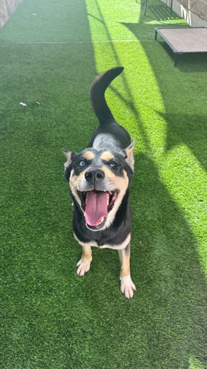 Panna Cotta*, an adoptable Australian Kelpie, Mixed Breed in El Paso, TX, 79906 | Photo Image 2
