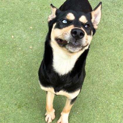 Panna Cotta*, an adoptable Australian Kelpie, Mixed Breed in El Paso, TX, 79906 | Photo Image 3