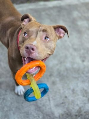What my friends at Seattle Humane say about me I am a sweet curious girl who likes to go on