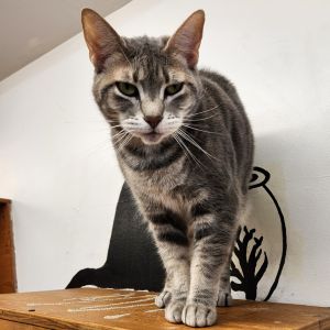 Silver, Adult Female Domestic Short Hair