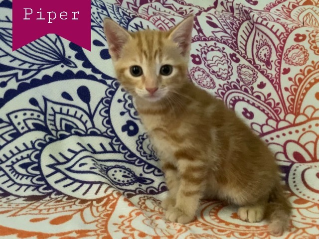 Piper