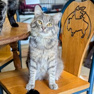 Prince, Adult Male Domestic Long Hair
