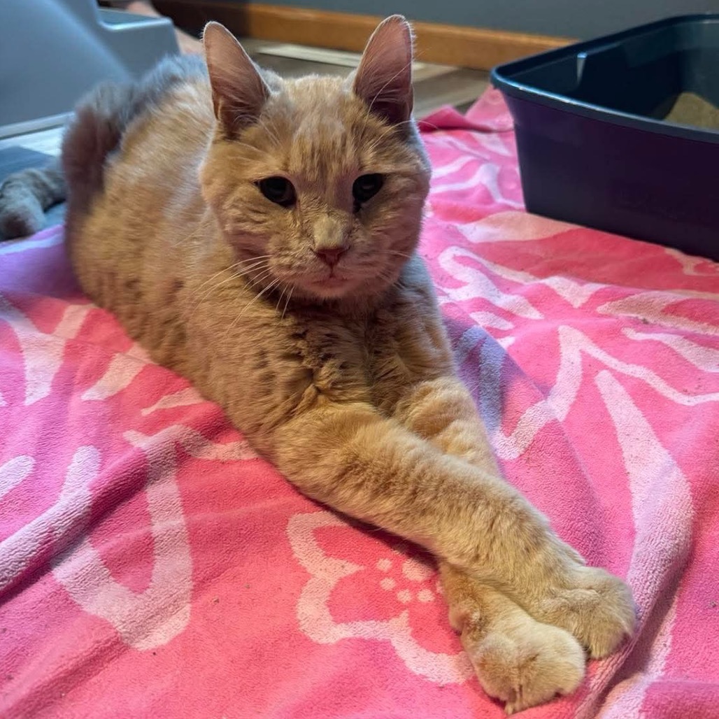 Max (senior), an adoptable Domestic Short Hair in Bismarck, ND, 58507 | Photo Image 1