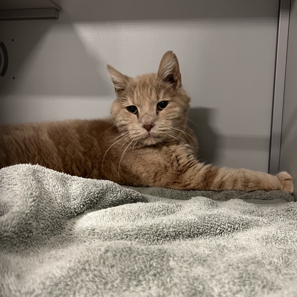 Max (senior), an adoptable Domestic Short Hair in Bismarck, ND, 58507 | Photo Image 2