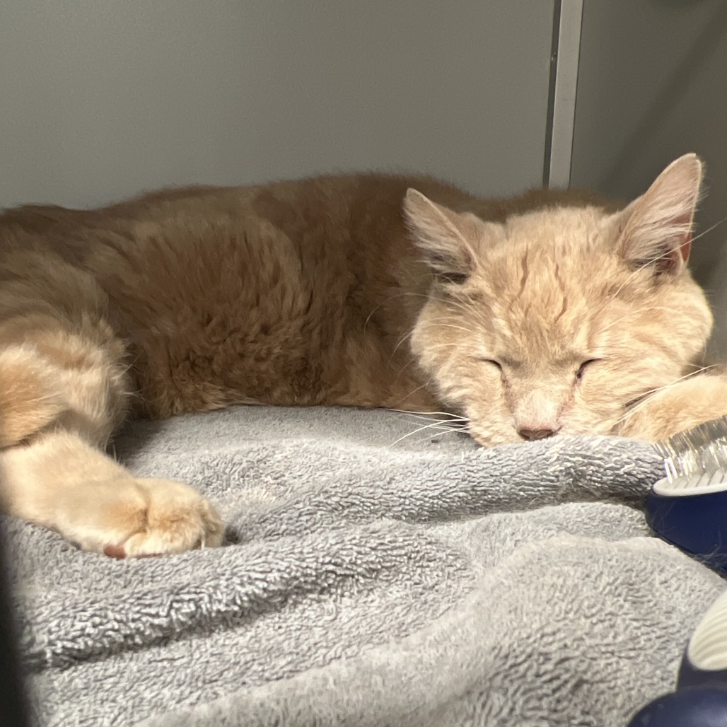 Max (senior), an adoptable Domestic Short Hair in Bismarck, ND, 58507 | Photo Image 3