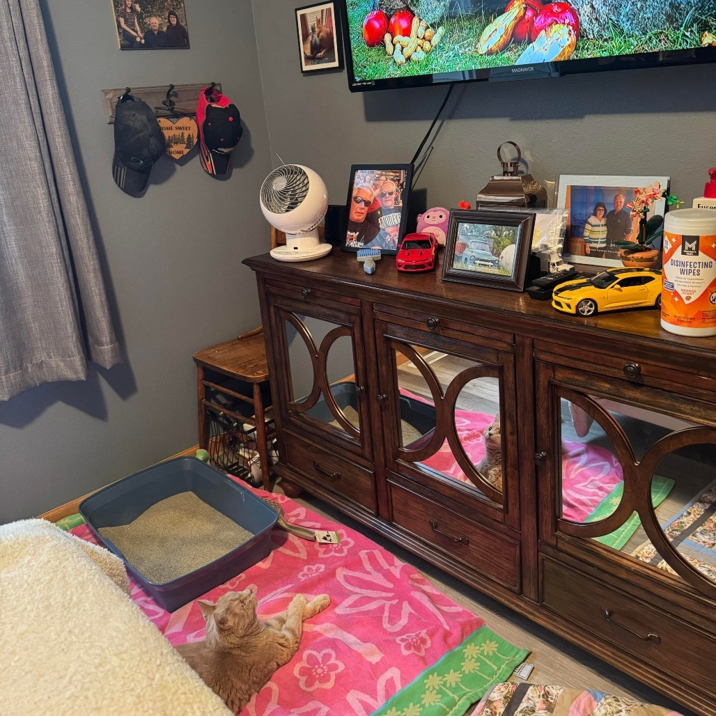 Max (senior), an adoptable Domestic Short Hair in Bismarck, ND, 58507 | Photo Image 3