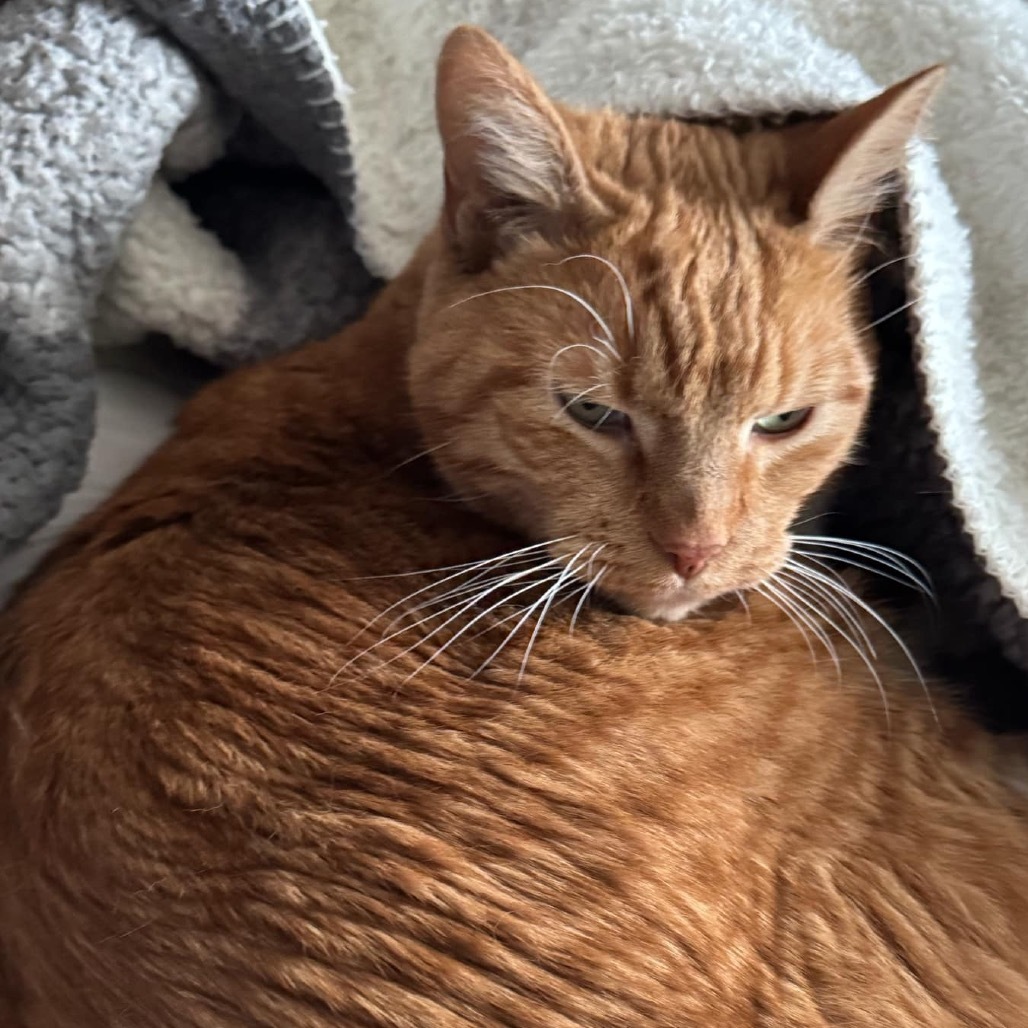 Max (senior), an adoptable Domestic Short Hair in Bismarck, ND, 58507 | Photo Image 4