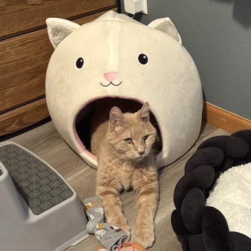 Max (senior), an adoptable Domestic Short Hair in Bismarck, ND, 58507 | Photo Image 6