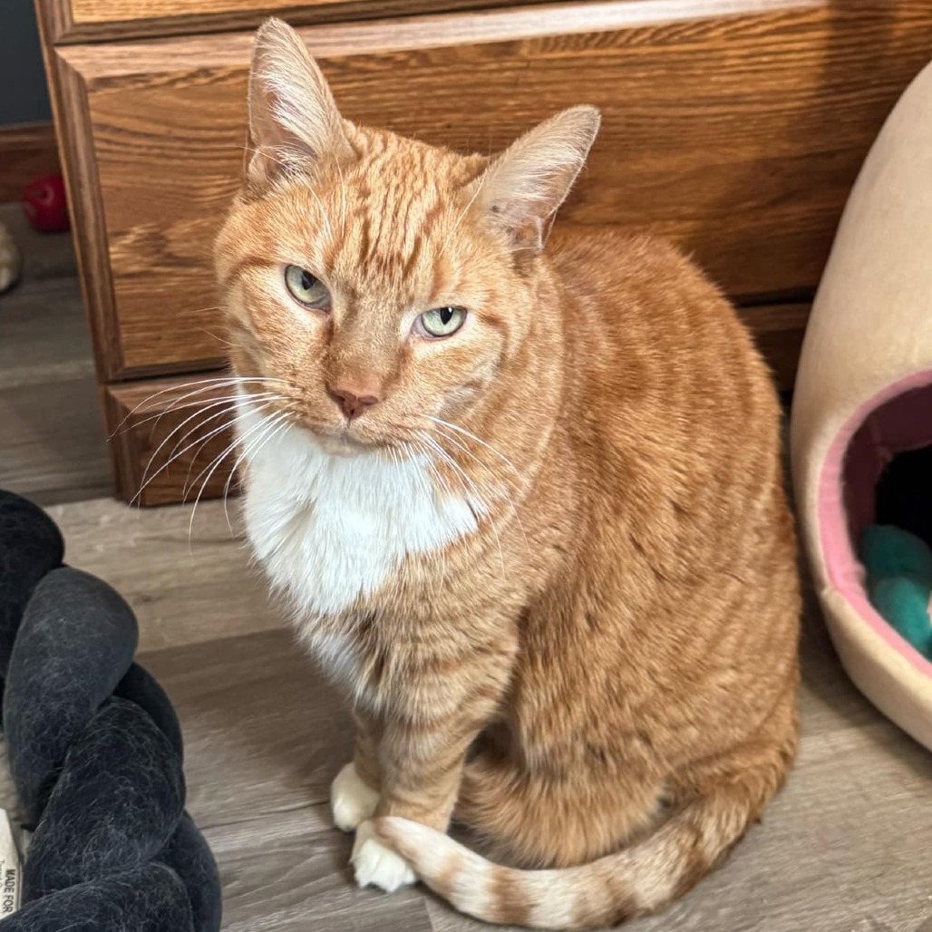Gus (senior), an adoptable Domestic Short Hair in Bismarck, ND, 58507 | Photo Image 1