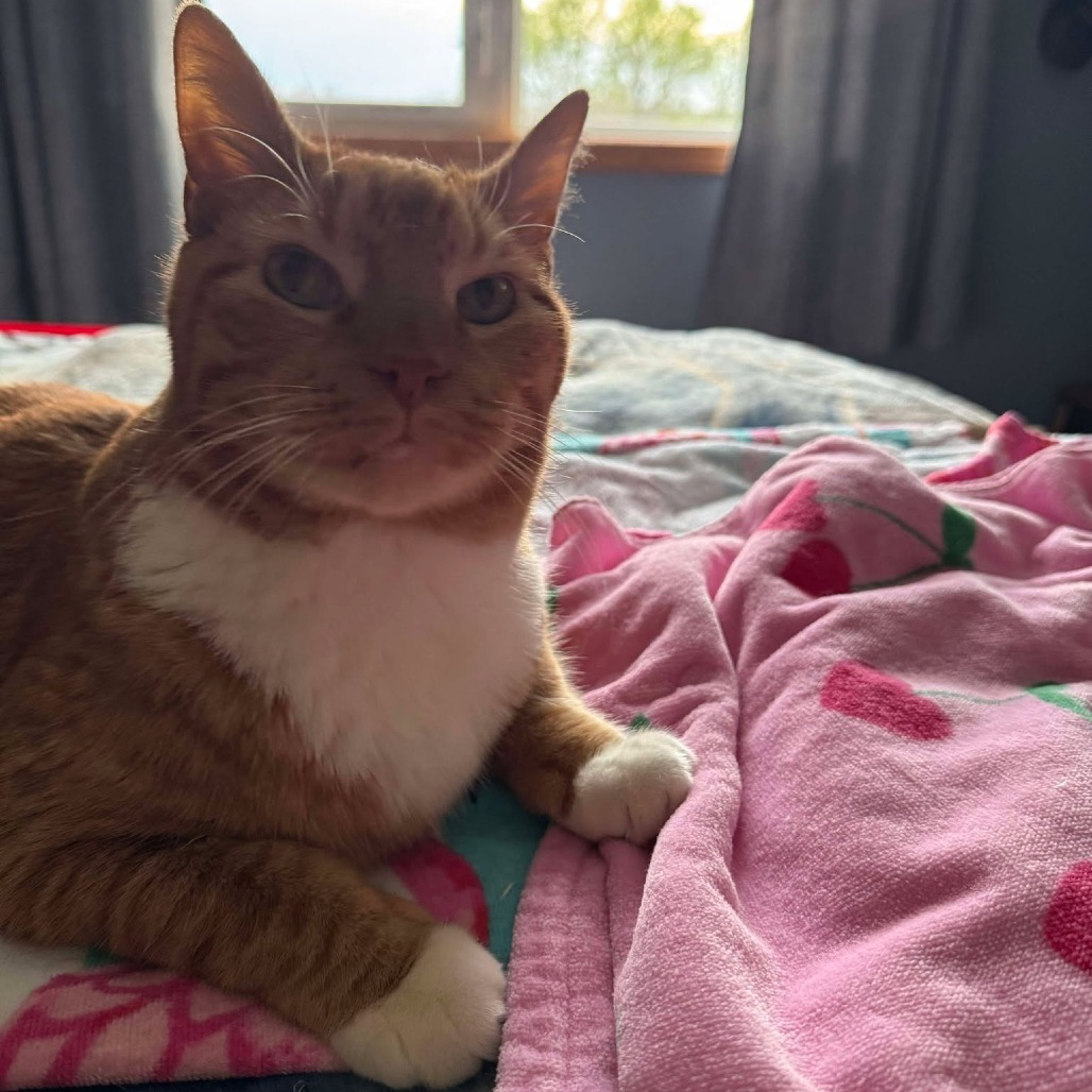 Gus (senior), an adoptable Domestic Short Hair in Bismarck, ND, 58507 | Photo Image 1
