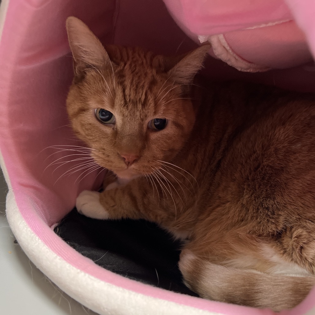 Gus (senior), an adoptable Domestic Short Hair in Bismarck, ND, 58507 | Photo Image 2