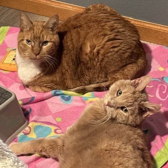 Gus (senior), an adoptable Domestic Short Hair in Bismarck, ND, 58507 | Photo Image 4