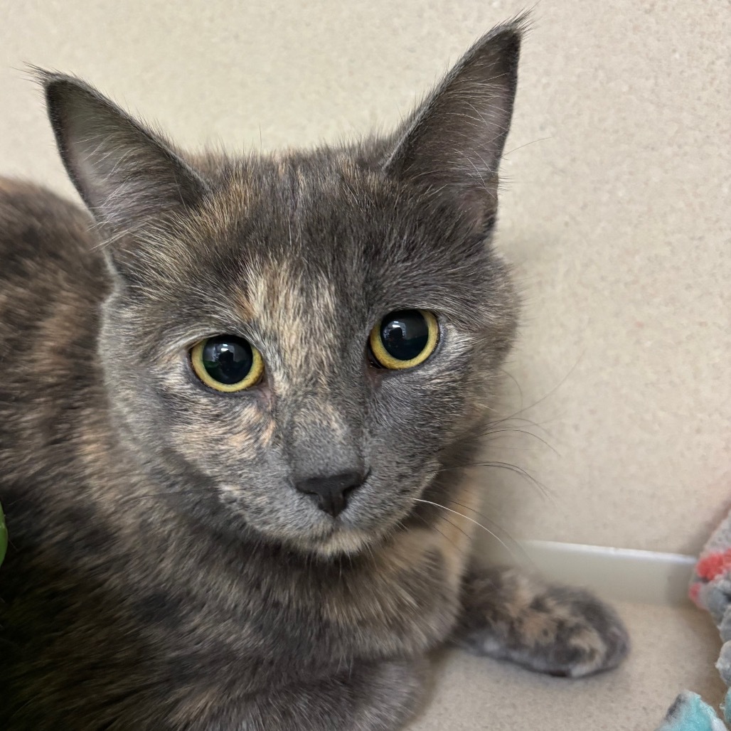 Charcuterie, an adoptable Domestic Short Hair in Great Falls, MT, 59404 | Photo Image 1