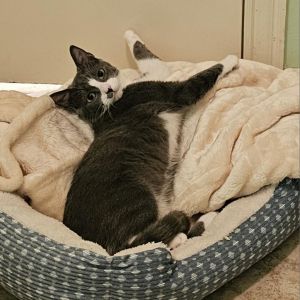 Whiskey, Young Female Domestic Short Hair