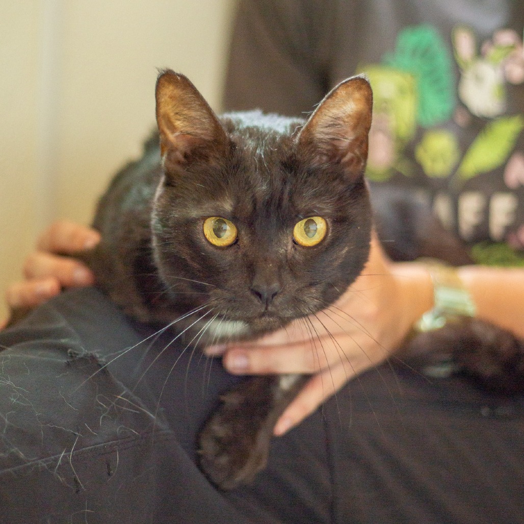 Piowai, an adoptable Domestic Short Hair in Kailua Kona, HI, 96740 | Photo Image 1