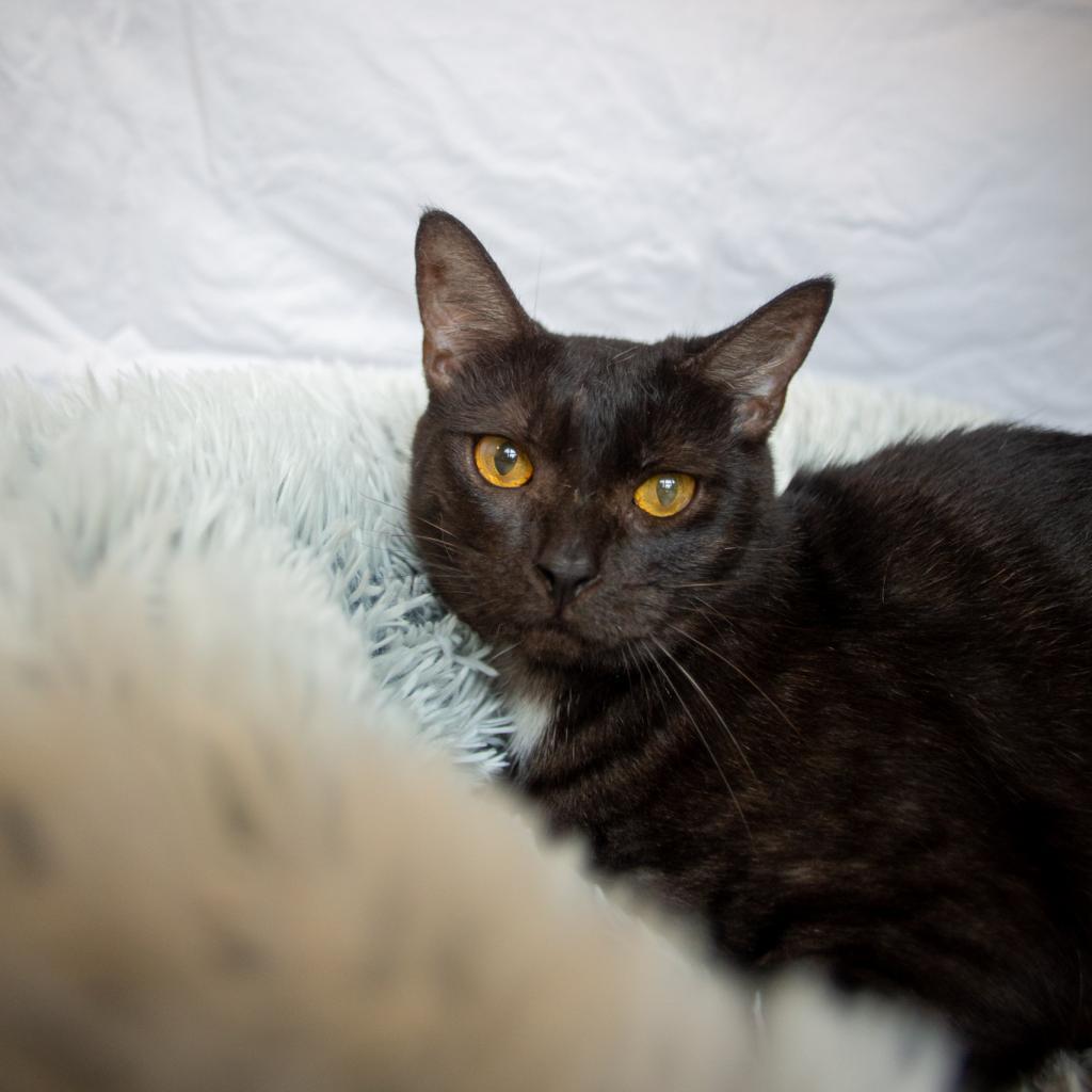 Piowai, an adoptable Domestic Short Hair in Kailua Kona, HI, 96740 | Photo Image 2