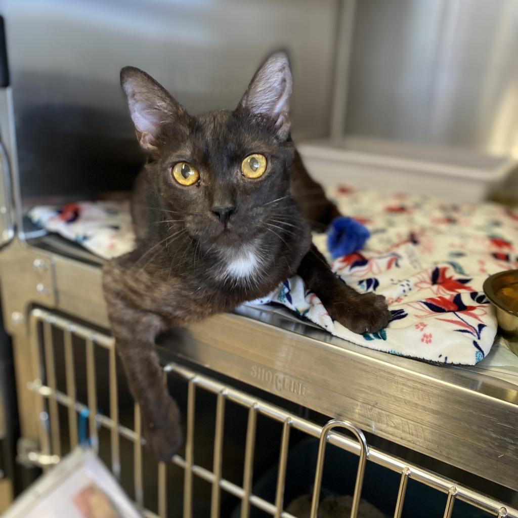 Piowai, an adoptable Domestic Short Hair in Kailua Kona, HI, 96740 | Photo Image 3