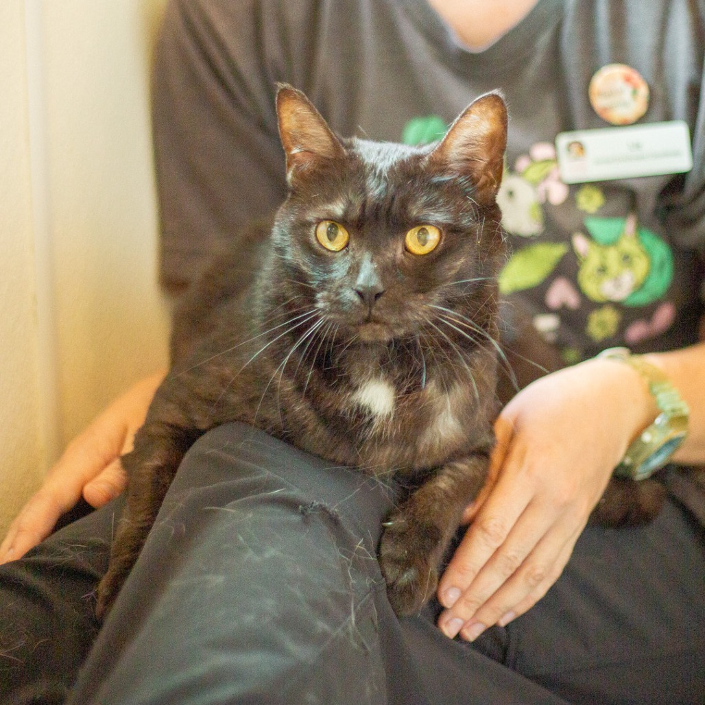 Piowai, an adoptable Domestic Short Hair in Kailua Kona, HI, 96740 | Photo Image 4
