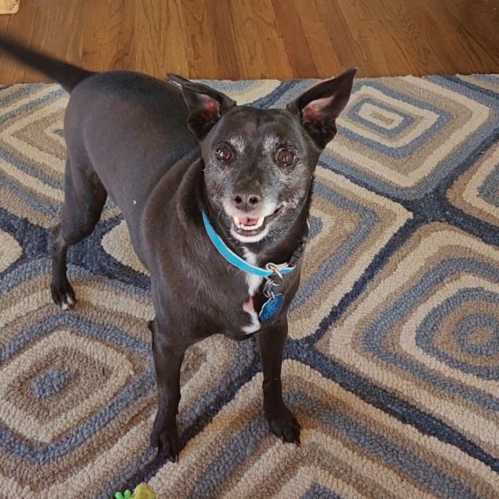 Toby 1