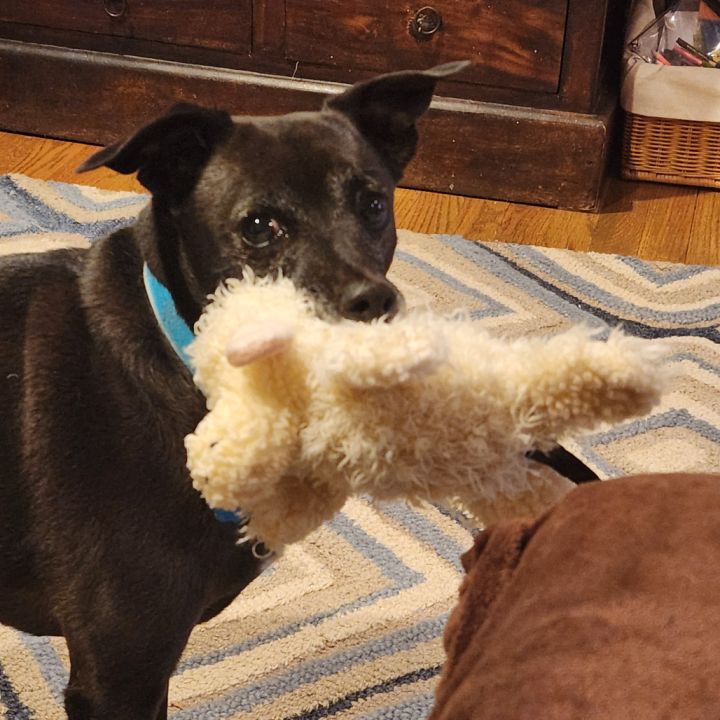 Toby 3