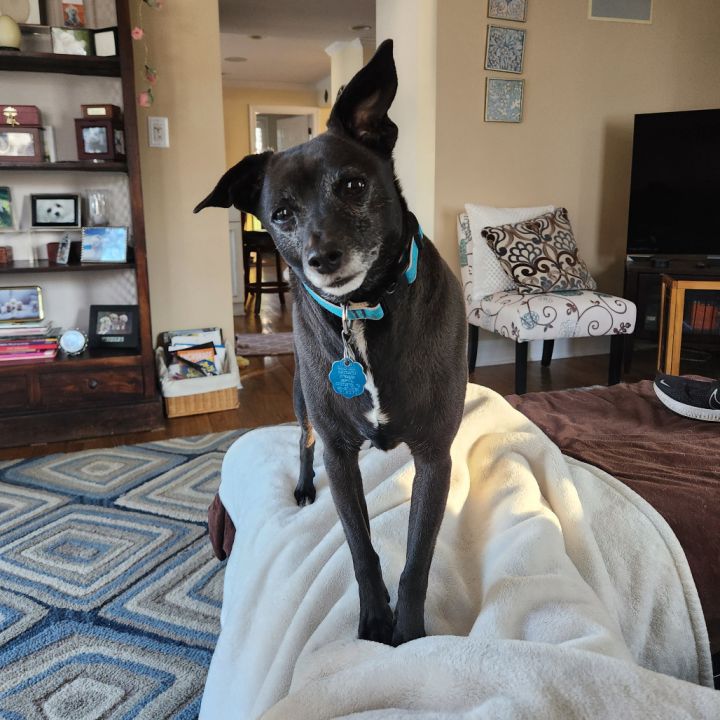 Toby 4