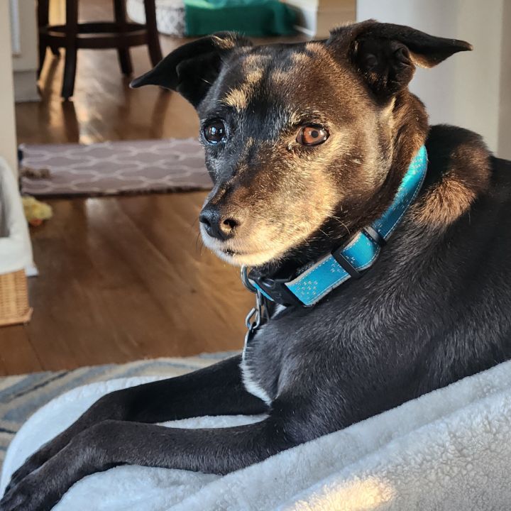 Toby 5